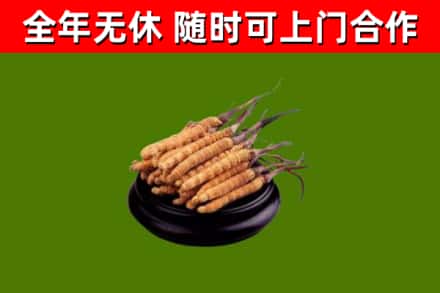 文安县回收散虫草